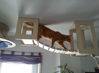 Illustration for article titled This wall furniture is the coolest thing your cat will see all day